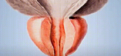 10048.gif