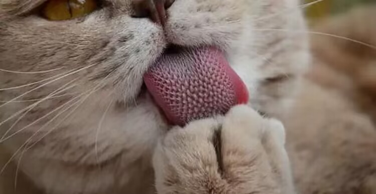 貓舌顆粒情趣安全套19.jpg